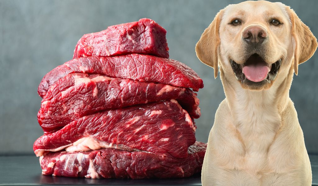 ¿Pueden los perros comer carne de res?