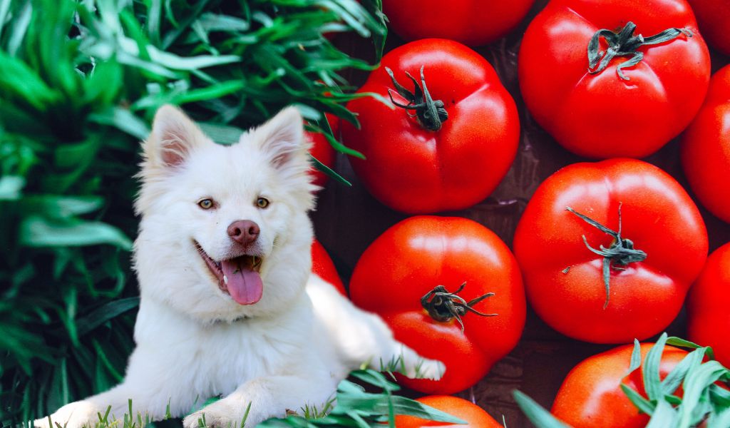 ¿Pueden los perros comer tomate?