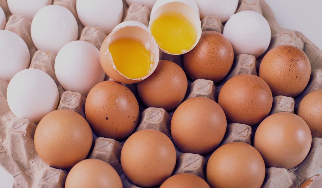 ¿Pueden los perros comer huevos?